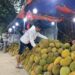 Rian (baju putih), pedagang durian lokal di Tarakan, tengah melihat kondisi dagangannya di lapak Jalan Jenderal Sudirman.