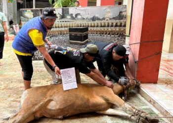Muhammadiyah Sembelih 37 Sapi Kurban di Tarakan, Jumlahnya Meningkat