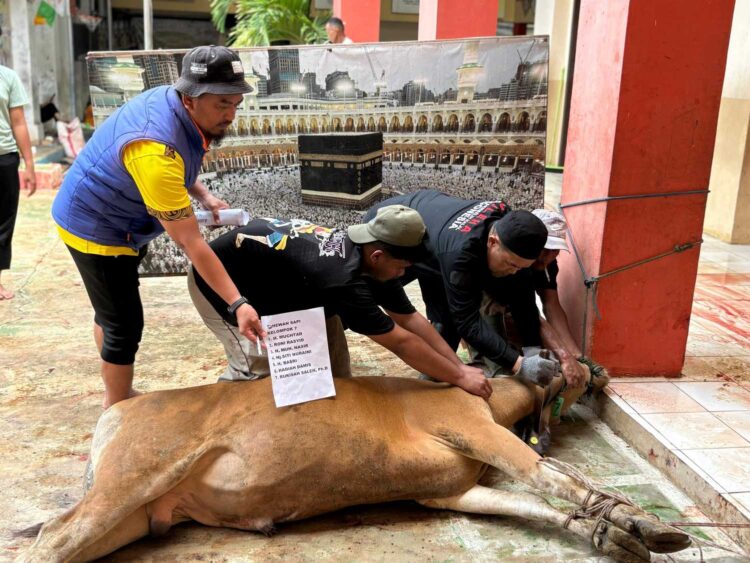 Muhammadiyah Sembelih 37 Sapi Kurban di Tarakan, Jumlahnya Meningkat