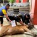 Muhammadiyah Sembelih 37 Sapi Kurban di Tarakan, Jumlahnya Meningkat