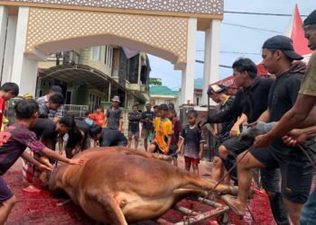 50 Sapi Dipotong di Masjid LDII Tarakan, Limosin 800 Kg Paling Mencuri Perhatian