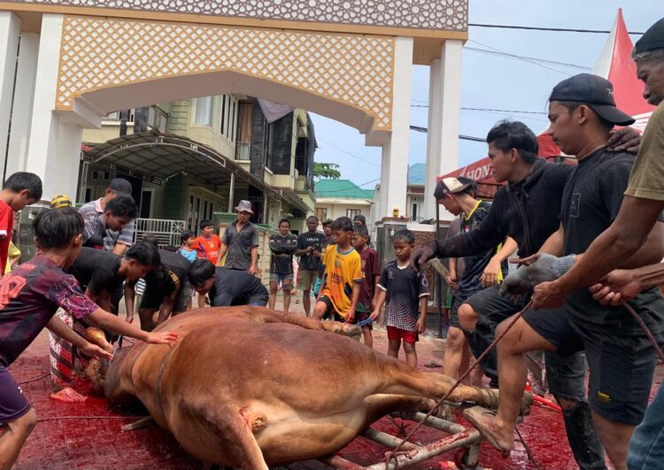 50 Sapi Dipotong di Masjid LDII Tarakan, Limosin 800 Kg Paling Mencuri Perhatian