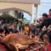 50 Sapi Dipotong di Masjid LDII Tarakan, Limosin 800 Kg Paling Mencuri Perhatian