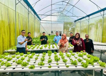 Greenhouse Hydrofarm UBT Hasilkan Puluhan Pack Pakcoy melalui Sistem Hidroponik