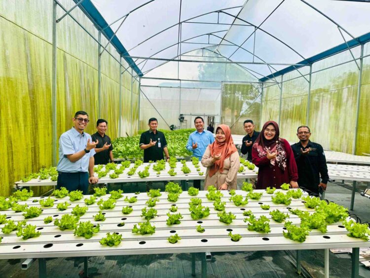 Greenhouse Hydrofarm UBT Hasilkan Puluhan Pack Pakcoy melalui Sistem Hidroponik